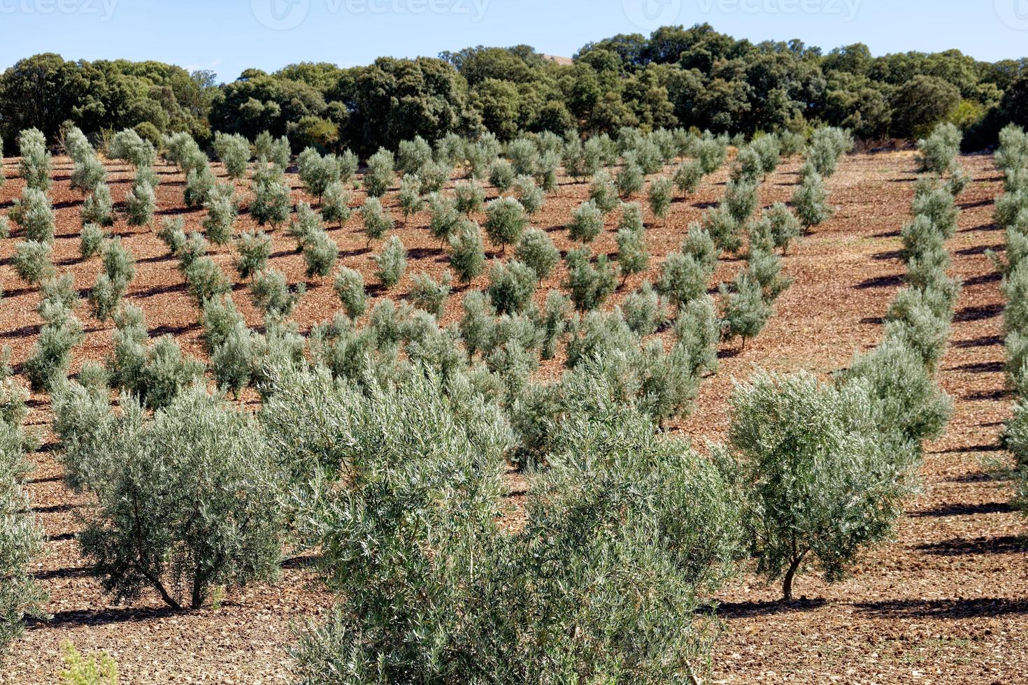 Cámaras Camufladas para el Robo de Aceitunas y otros cultivos