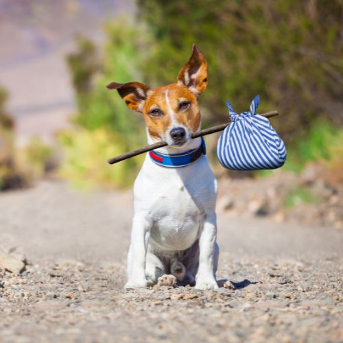¿Es efectivo el GPS para perros?