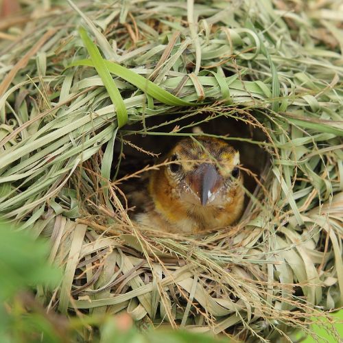 Micro cámaras para controlar pájaros